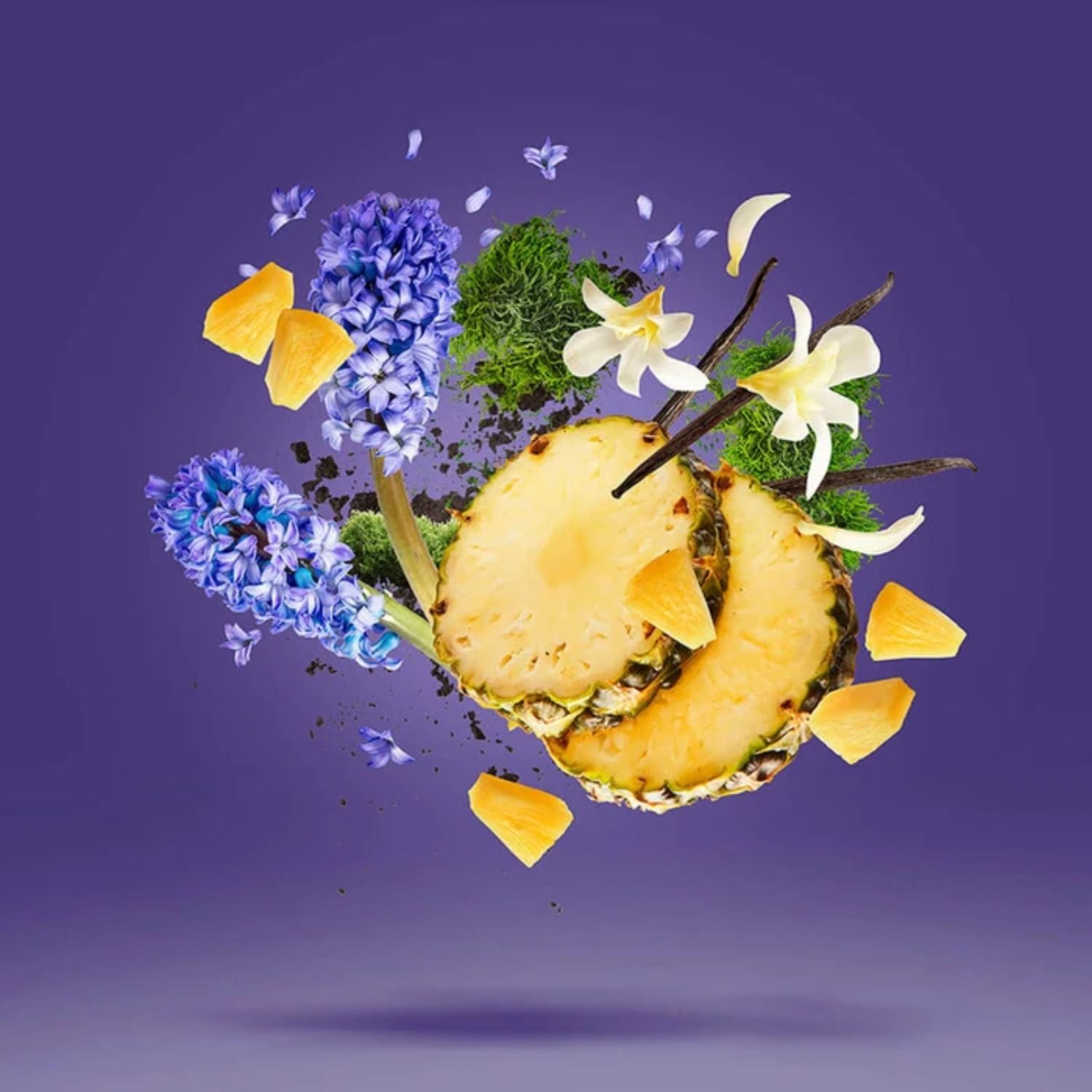 PURPLE ACCENTO